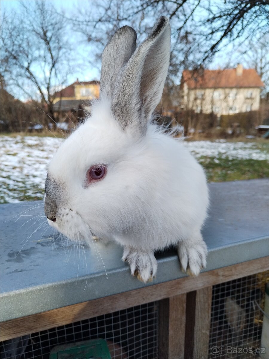 Polozakrsla králička - 7