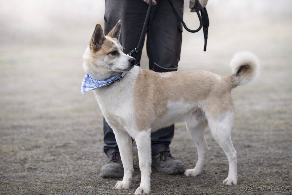 Flint hledá domov - 7