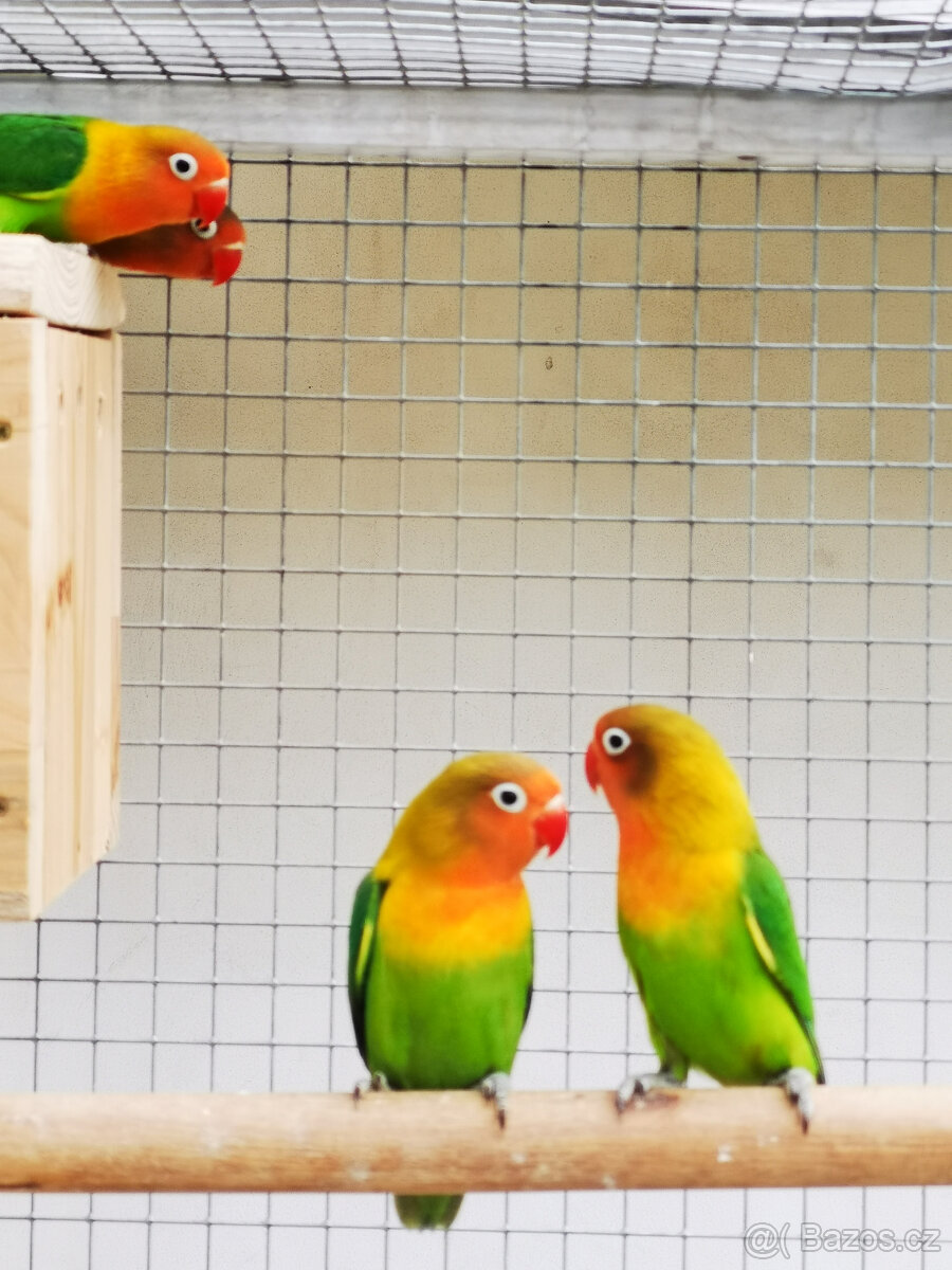 Agapornis Fischeri - 7