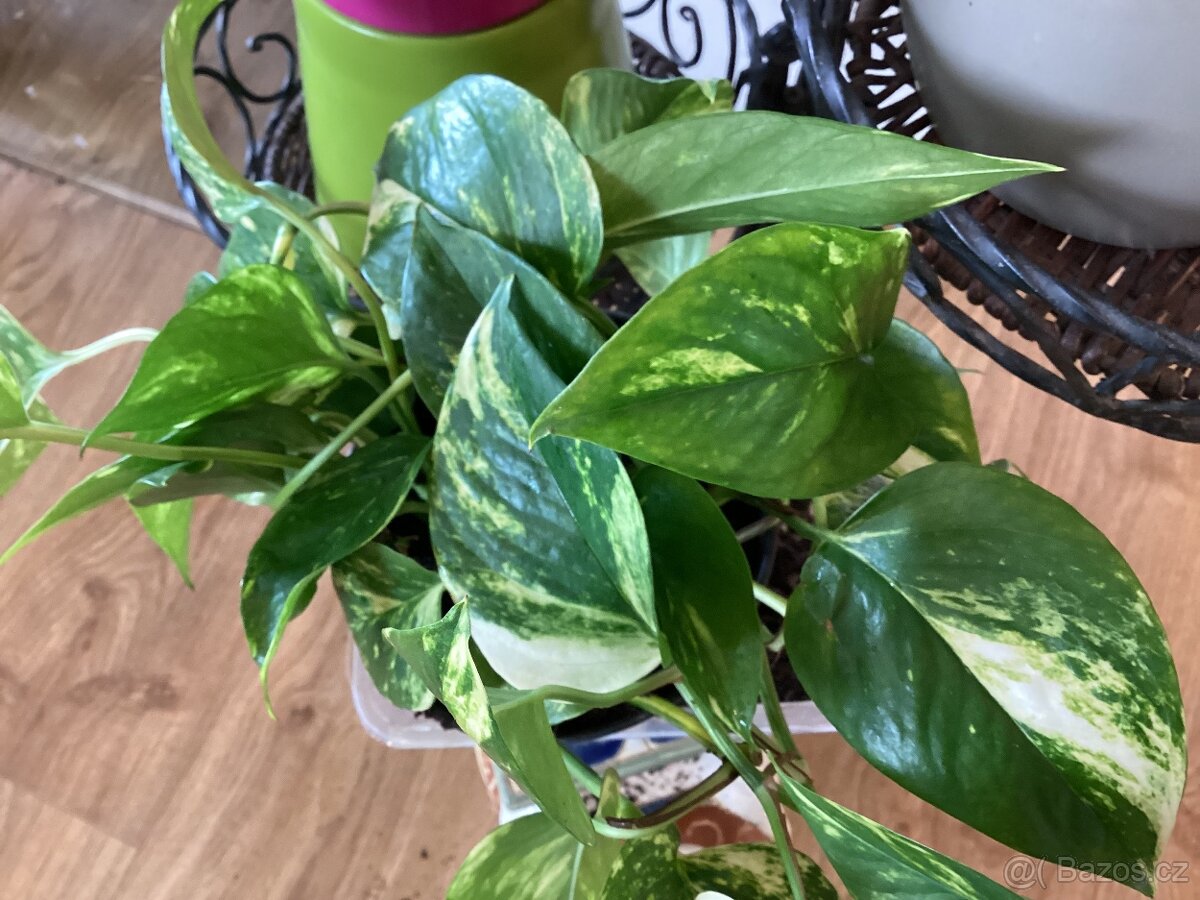 Potosy, Monstera minima - 7