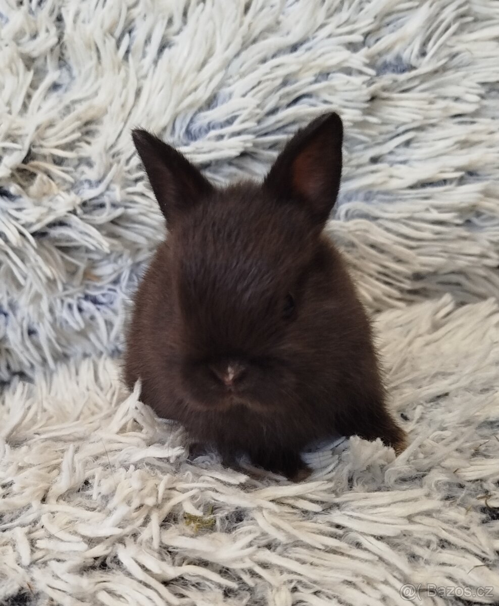 Zakrslý krátkouchý s VP - 7