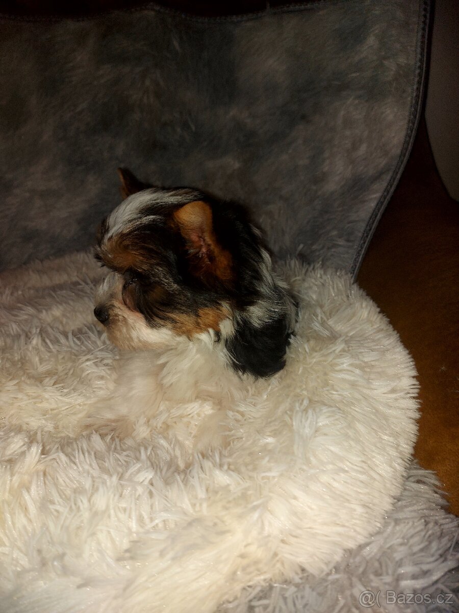 Biewer yorkshire terrier - 7