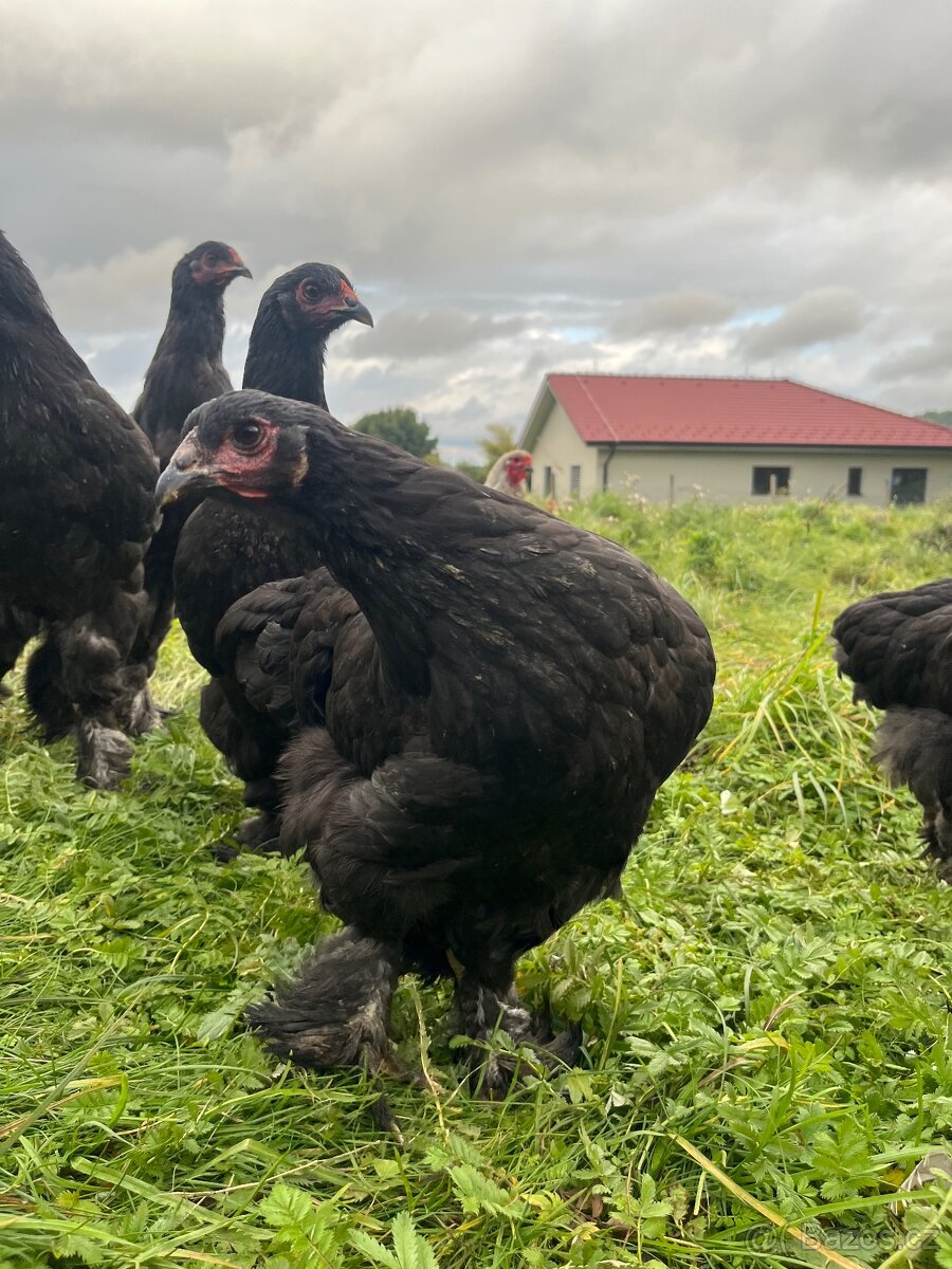 Brahmánka Velká - 7