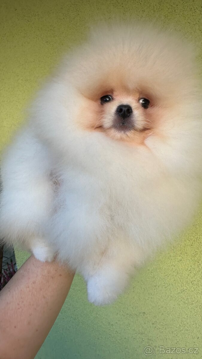 Pomeranian s pp FCI - 7