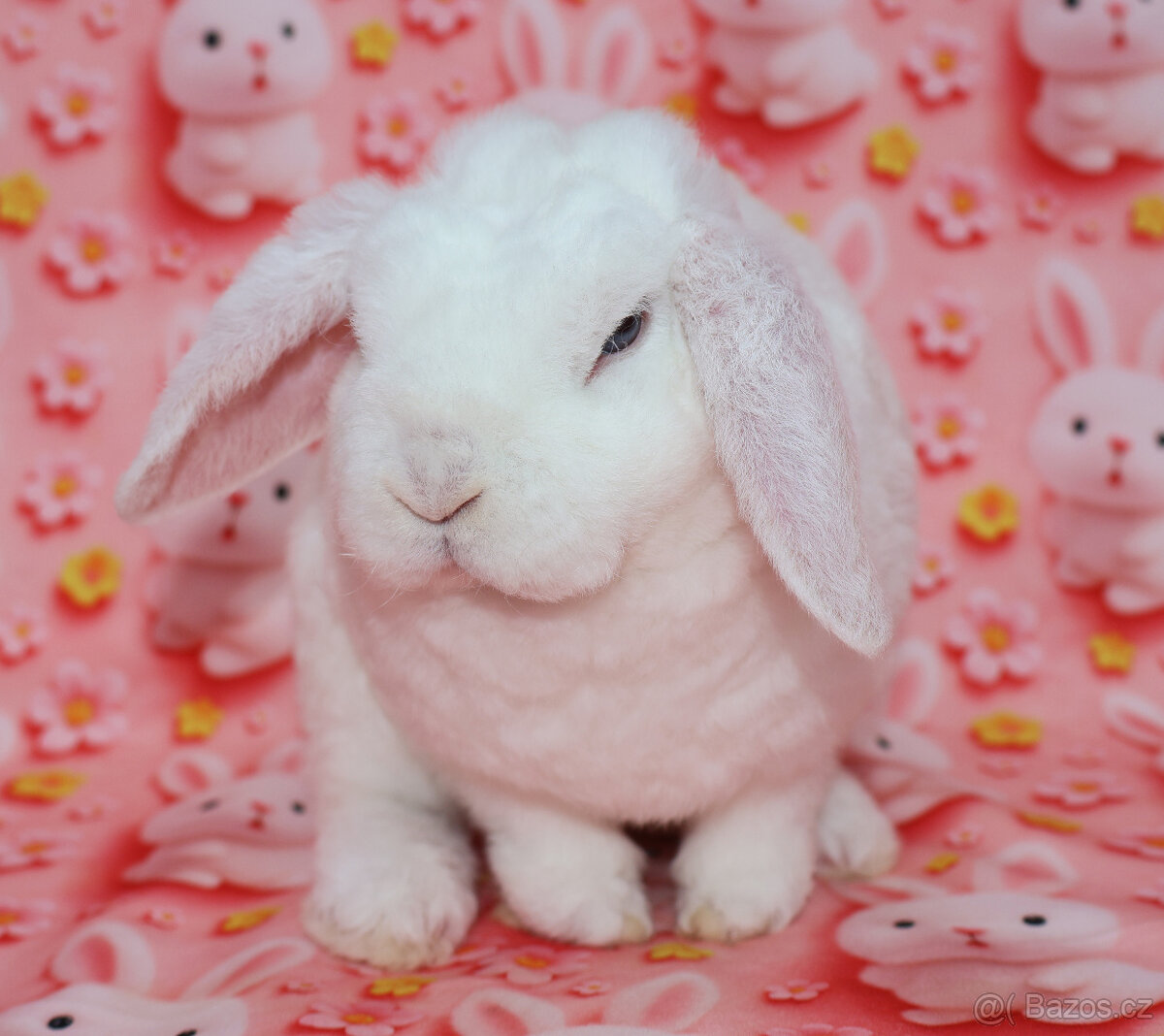 Zakrsly rex beránek , maličká modrooká samička . - 7