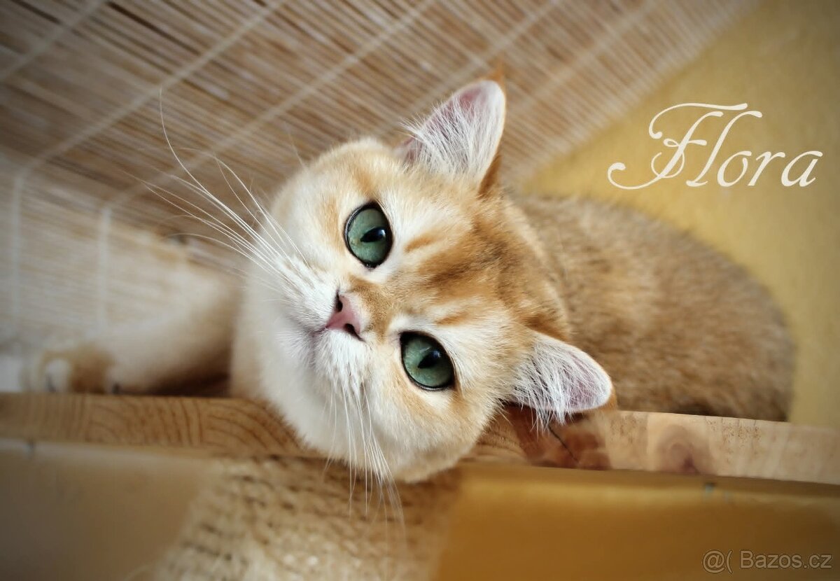 Luxusní britská zlatá a modrozlatá koťátka, s PP - 7