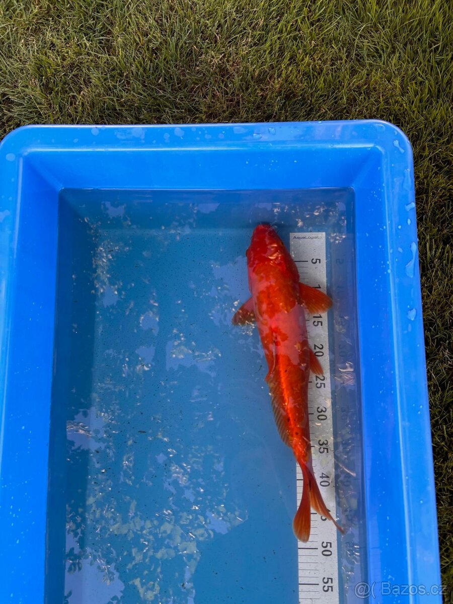 Koi - 7