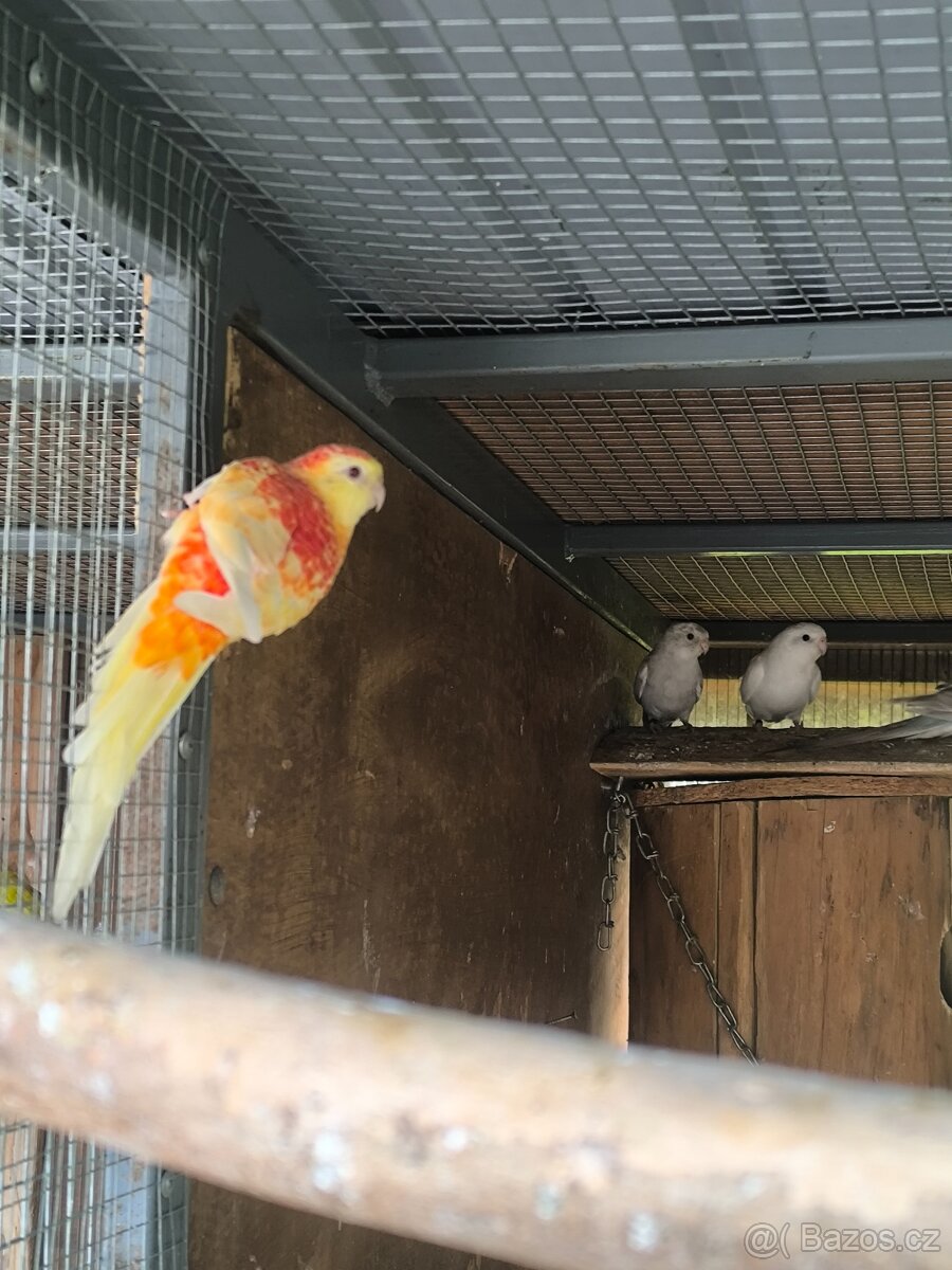 Letošní i chovné kusy - 7