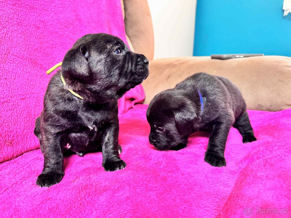 Stafordšírský bulteriér bez PP - 7