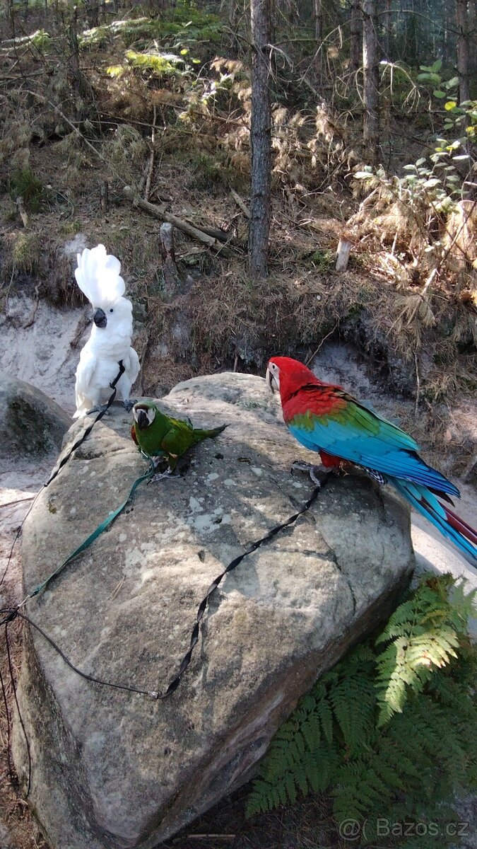 ZÁŽITKOVÝ PROGRAM S PAPOUŠKY - 7