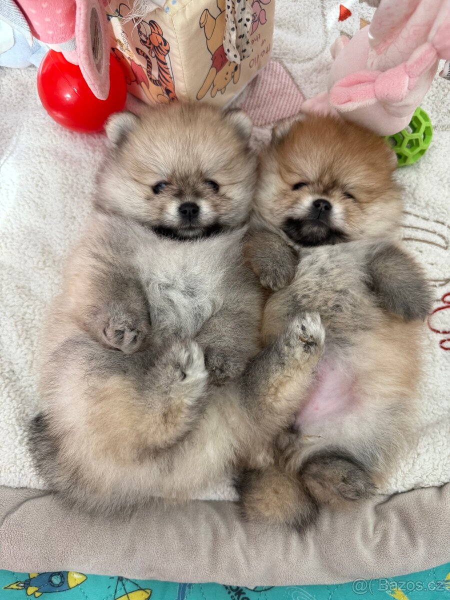 Pomeranian s PP - 7