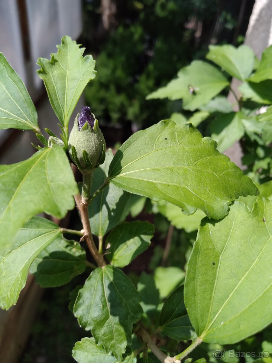 Ibišek syrsky-keř s napadnými květy. ♤ - 7