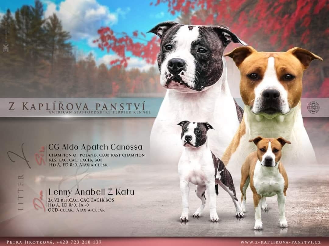 Americký stafordšírský teriér s PP - 7