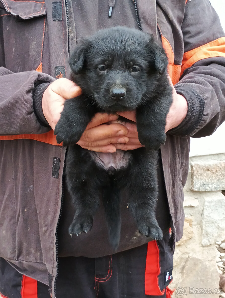 Německý ovčák - štěňata - 7