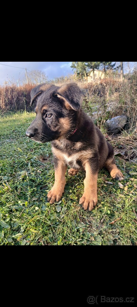 Německý ovčák-šťěně - 7