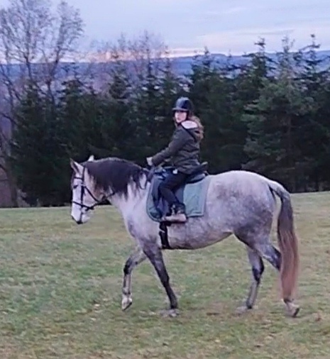 Lusitano x Welsh B - 7