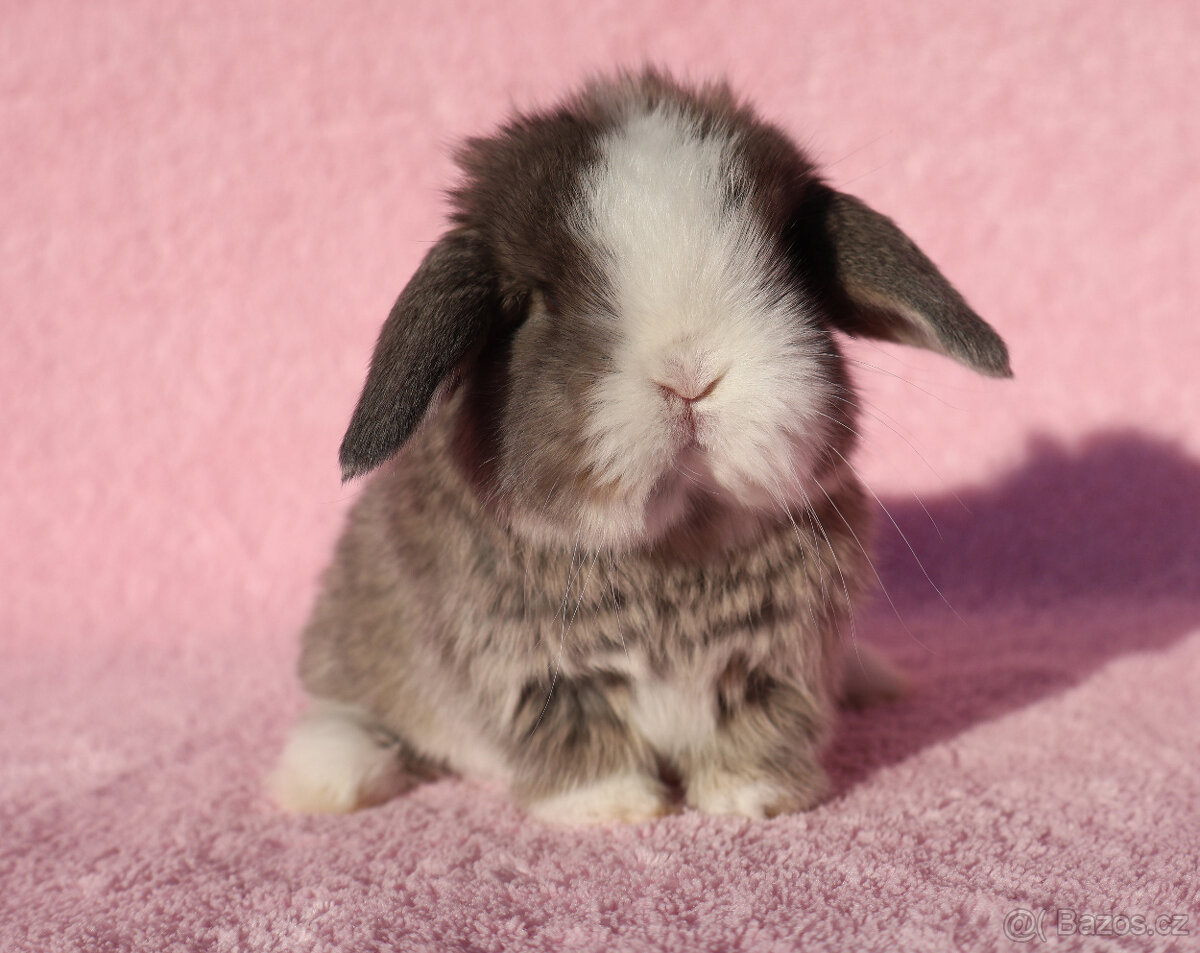 Zakrslí beránci NHD modrá očka . - 7