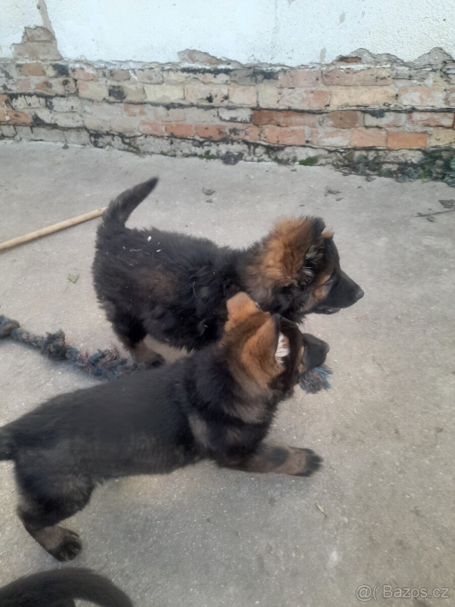 Německý ovčák - 7