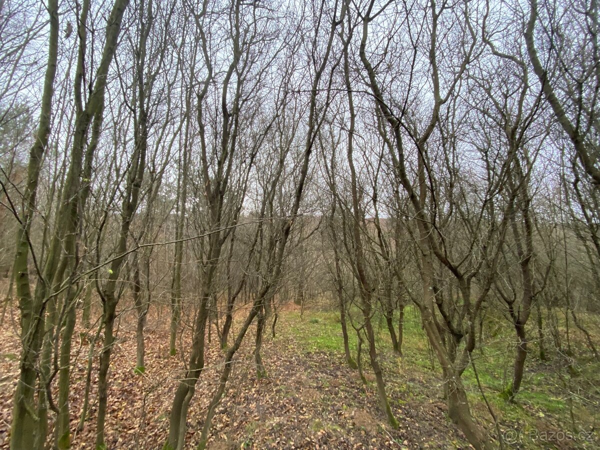 Lesní pozemek Šarovy - 7