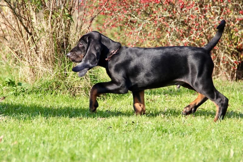 Black and Tan Coonhound s PP FCI - 7