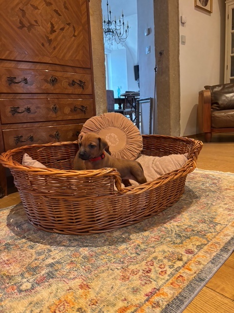 Rhodéský ridgeback s PP - 7