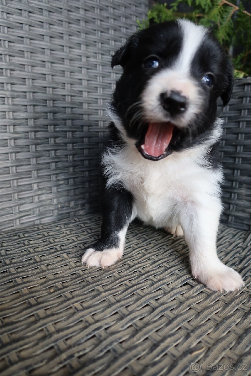 Štěňata Border kolie - 7