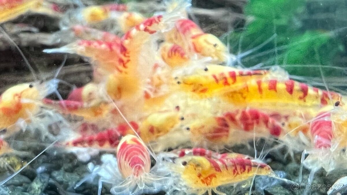 Sladkovodní krevety - 7