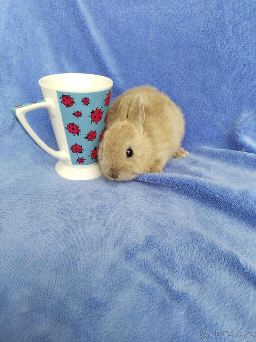 Vymazlení zakrslí králíčci - teddy, minilop, beranek - 7