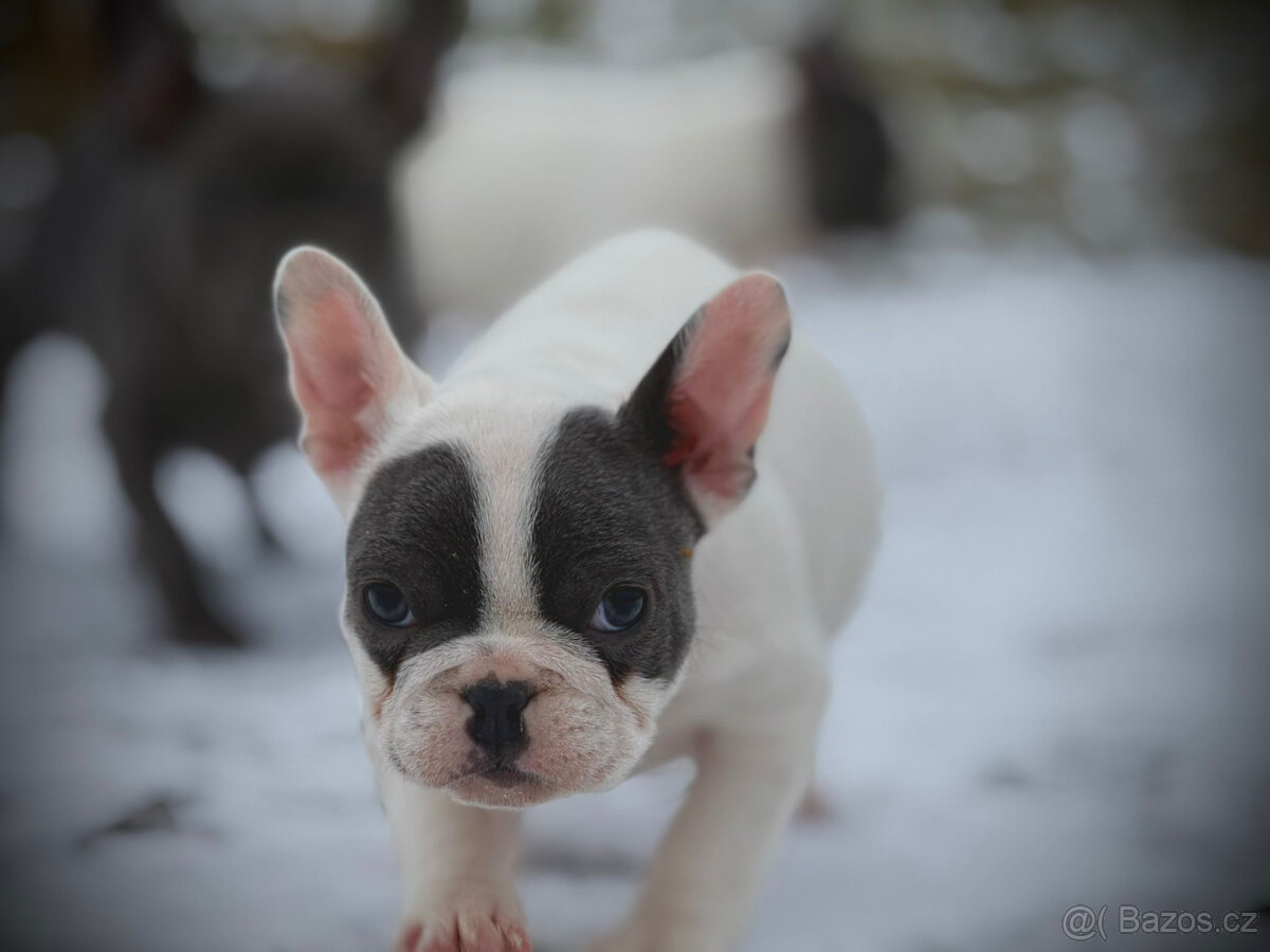 Francouzský buldoček - 7