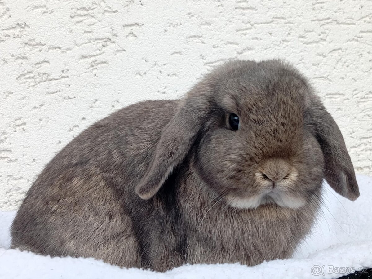 Volná samička - Anglický Zakrslý Beránek MiniLop🍑🧡 - 7