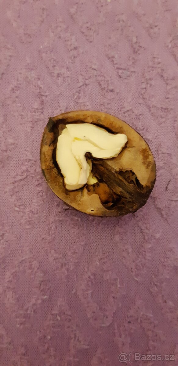 VLAŠSKÉ OŘECHY. - 7