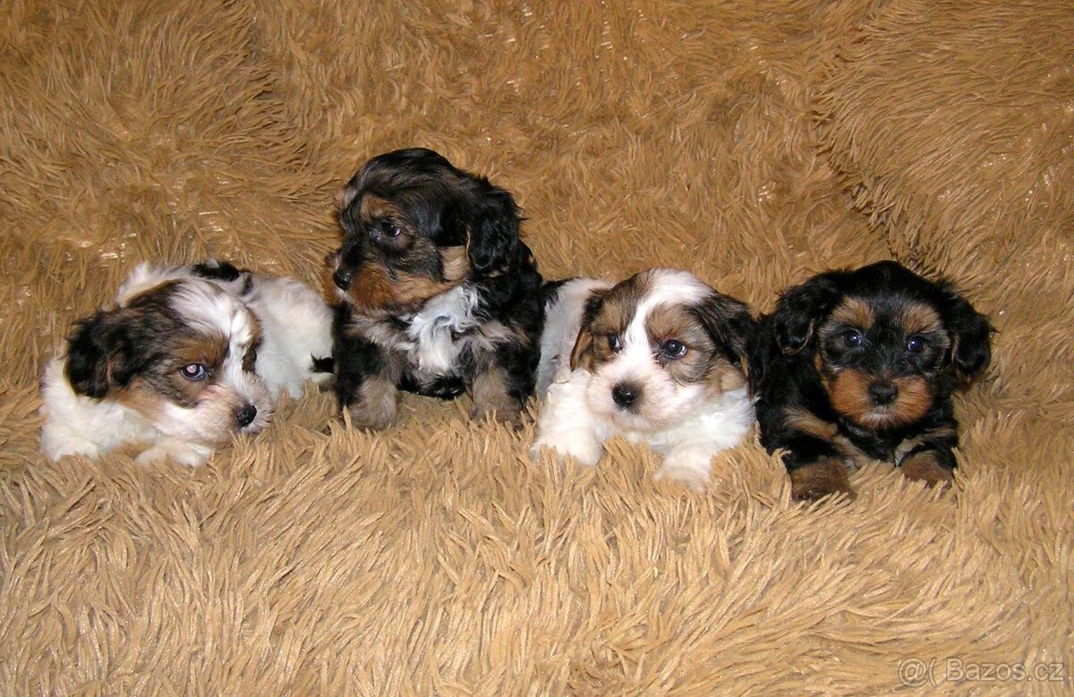Biewer Yorkshire Terrier a Spaltbiewer F2 štěňátka - 7