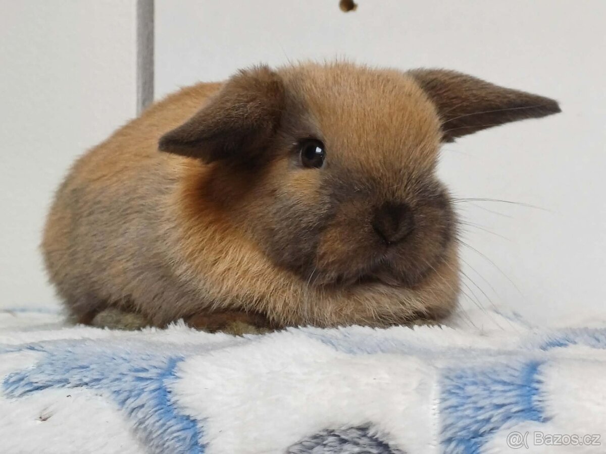 Minilop Samička Durynská - 7