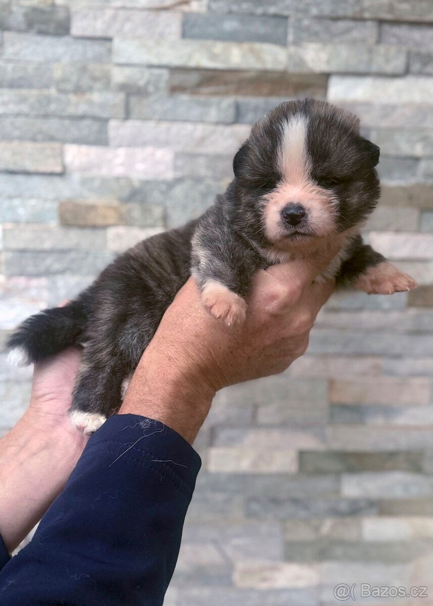 Akita Inu s průkazem původu (PP) - FCI & AKIHO - 7