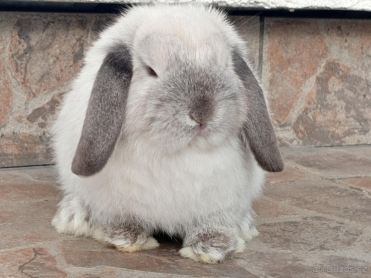 Volná samička - Anglický Zakrslý Beránek MiniLop🍑🧡 - 7