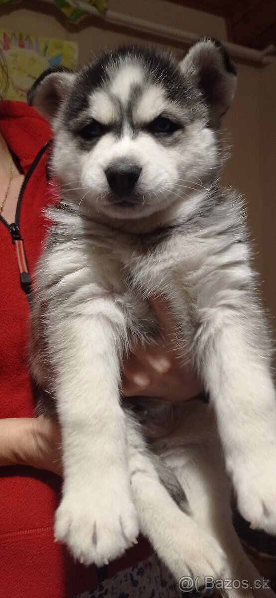 štěnátka Sibiřský Husky - 7