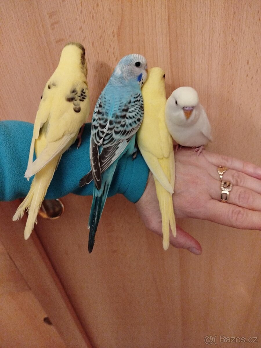 Prodám mladé andulky po vylétnutí z budky - 7