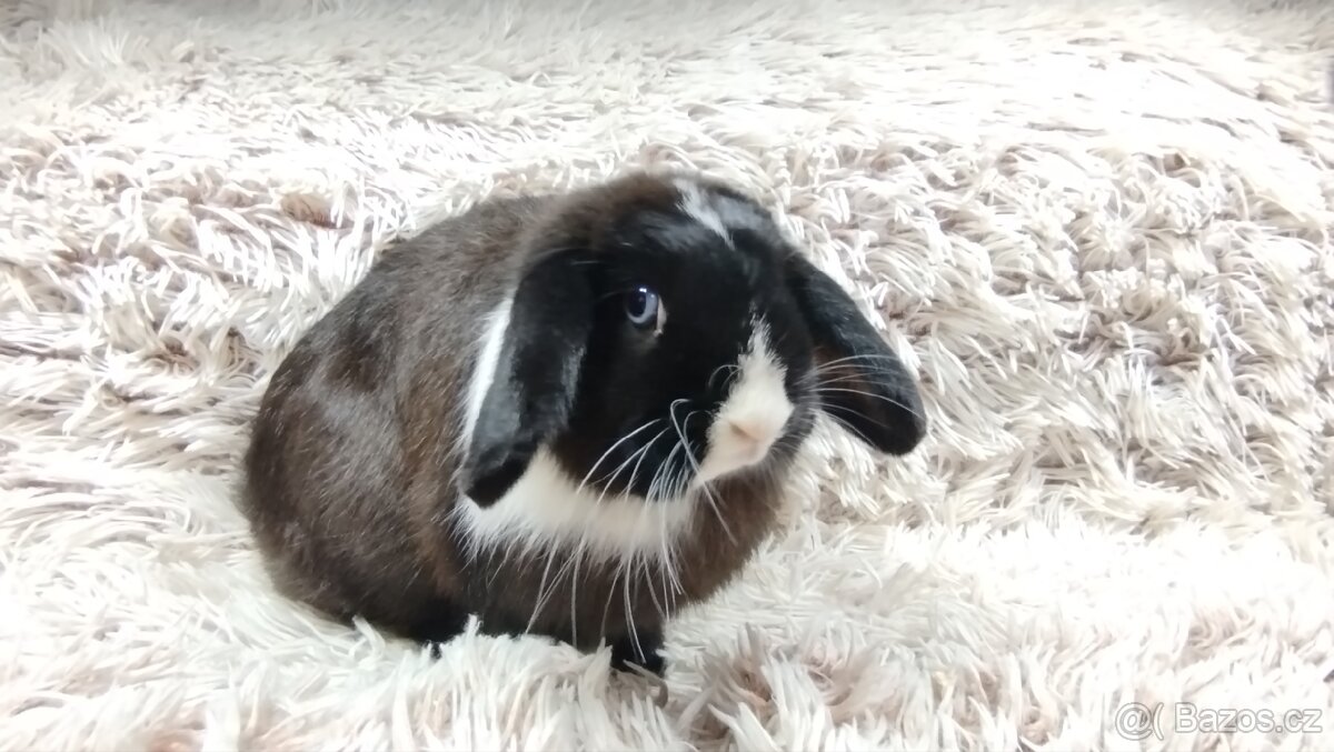 Zakrslý beránek, králíček, králík-LADY - 7
