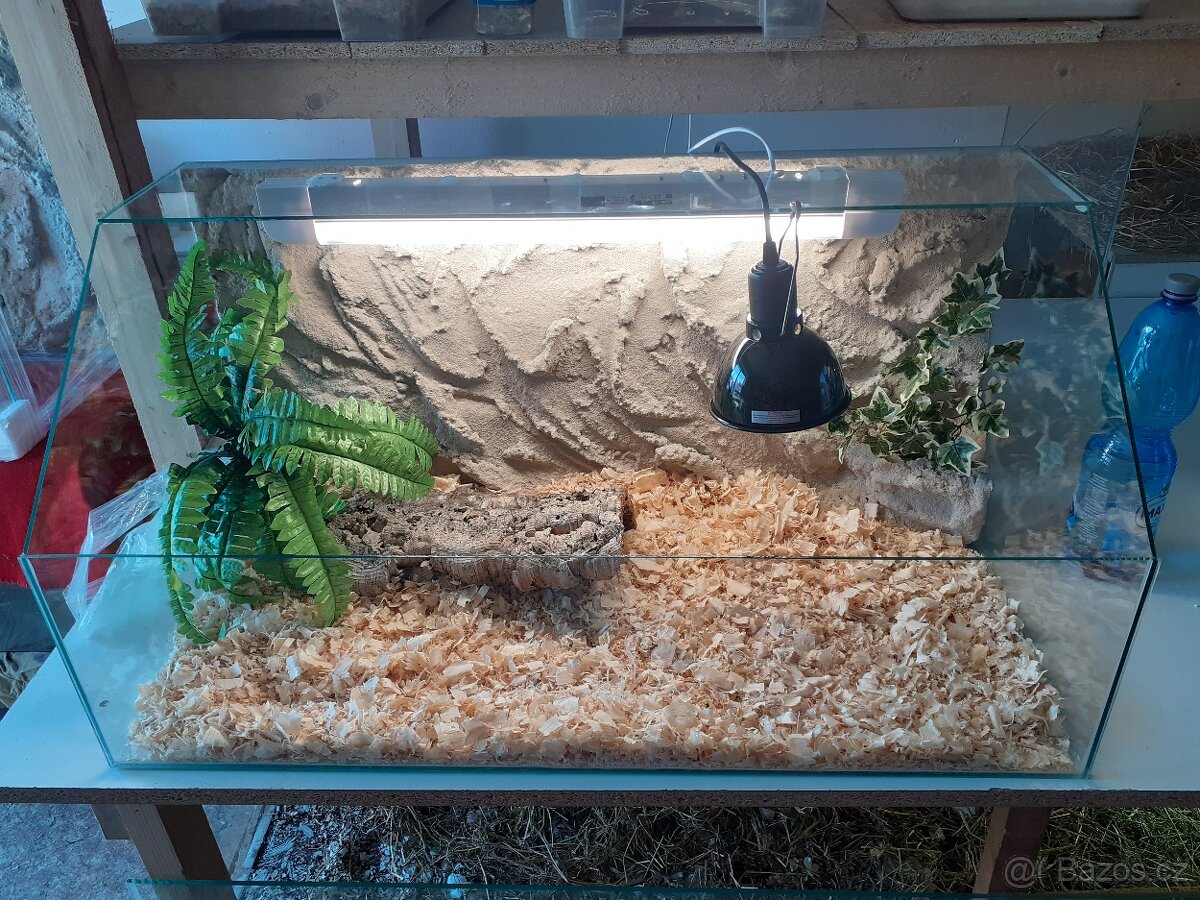 Želva ostruhatá mláďata různé velikosti - 7