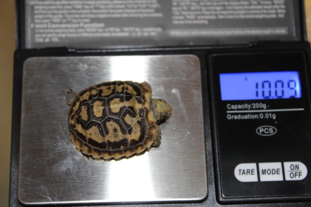 Predám Malacochersus tornieri-Želva skalní - 7