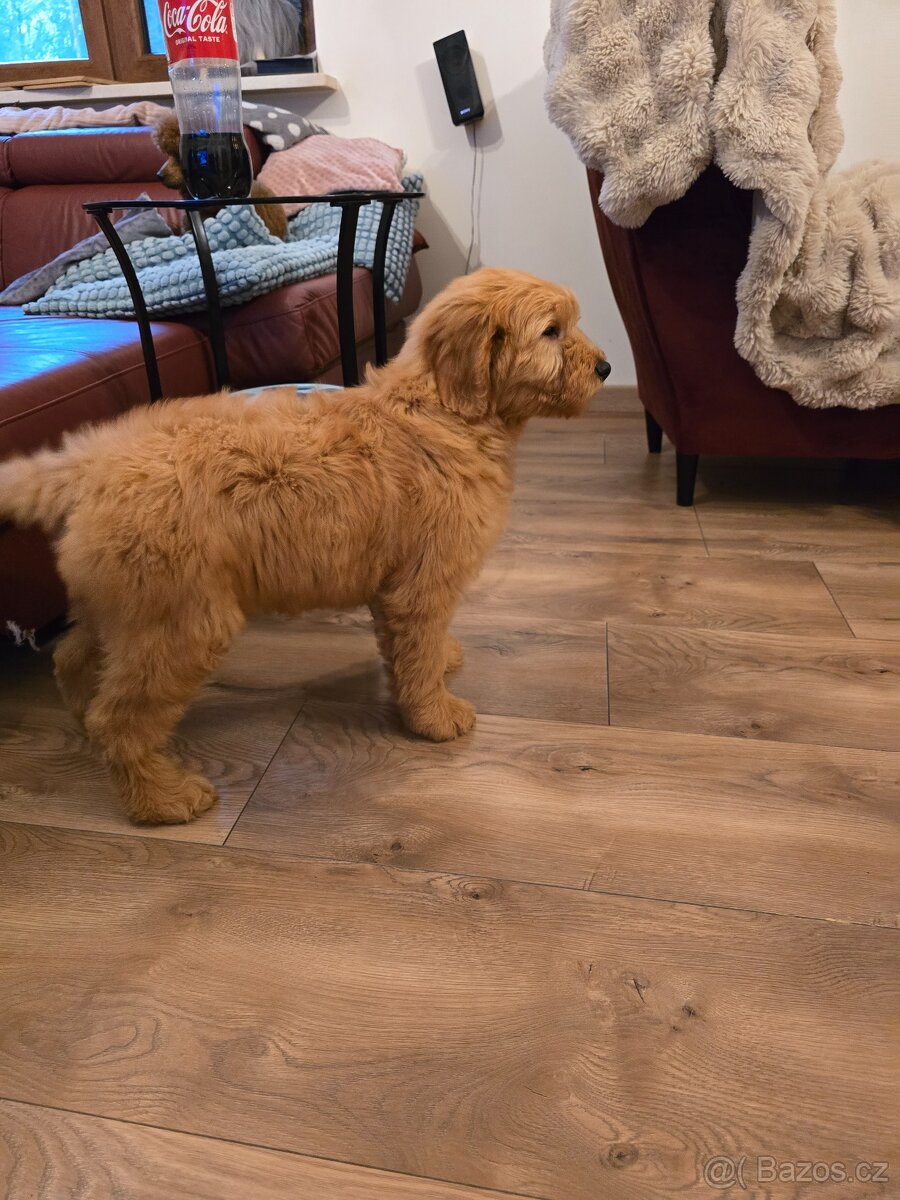 Goldendoodle F1 Standard - 7