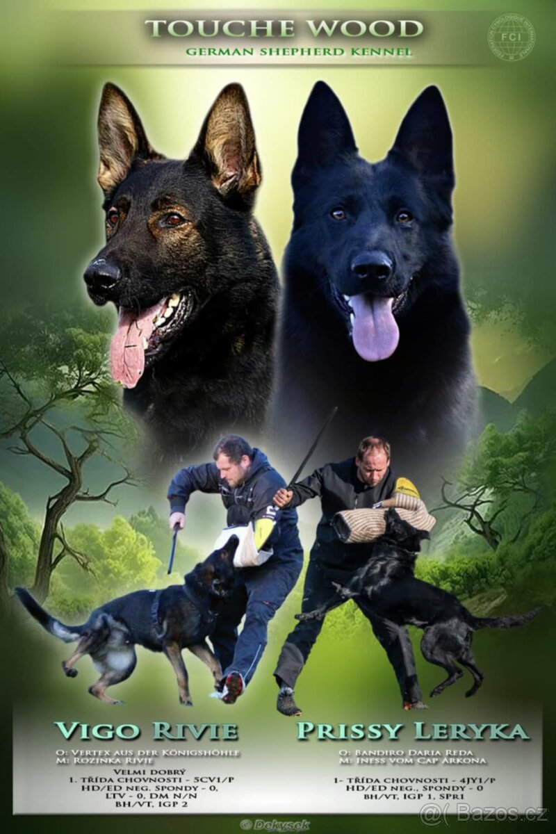 Německý ovčák - 7