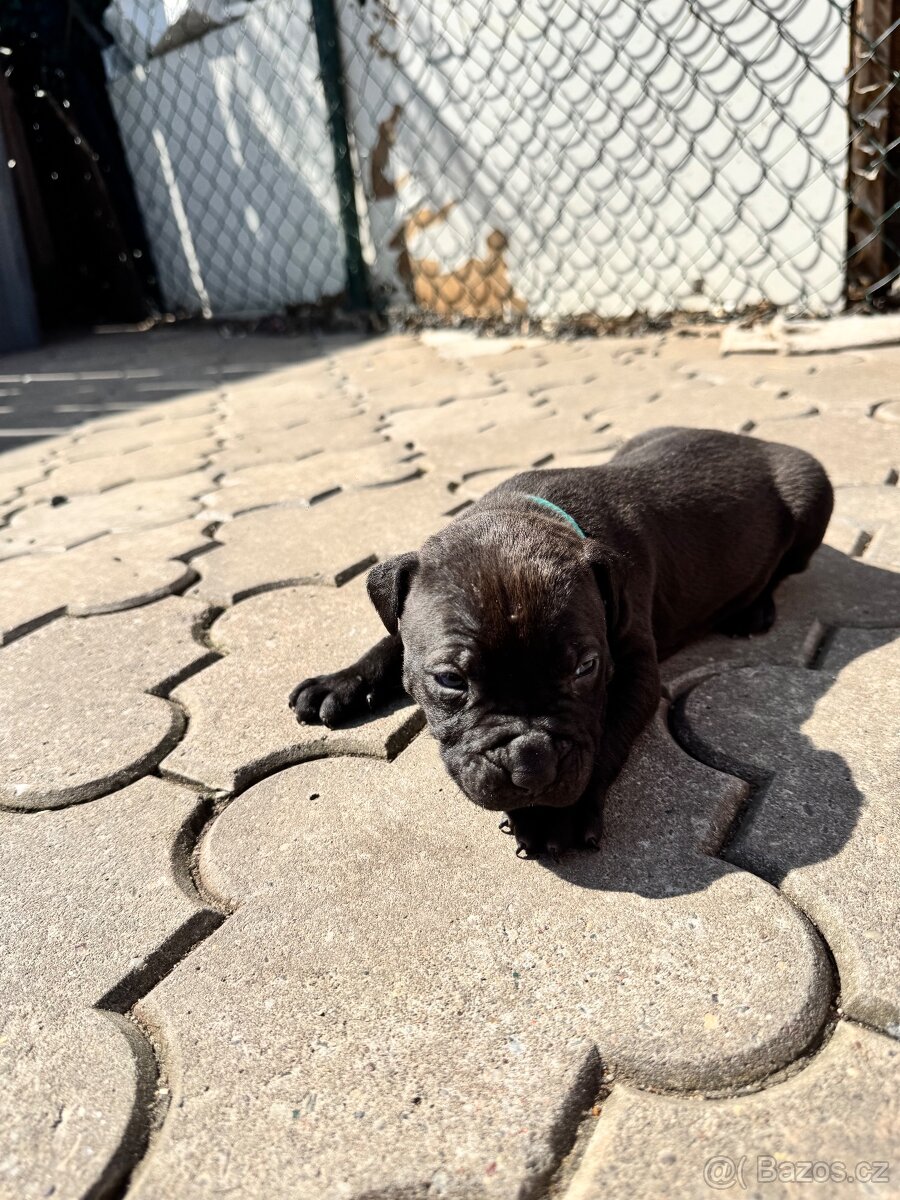 Amstaff - 7
