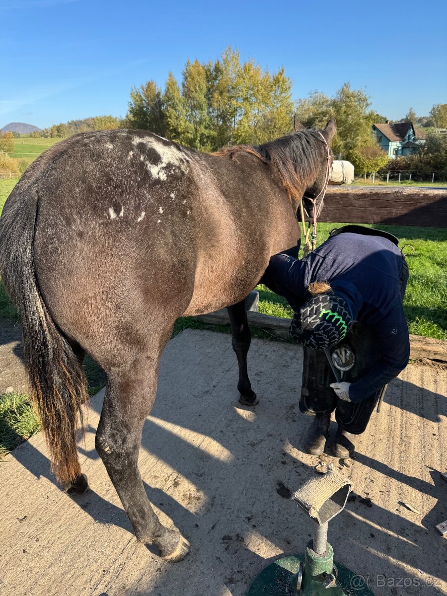 Dvouletá appa klisna - 7