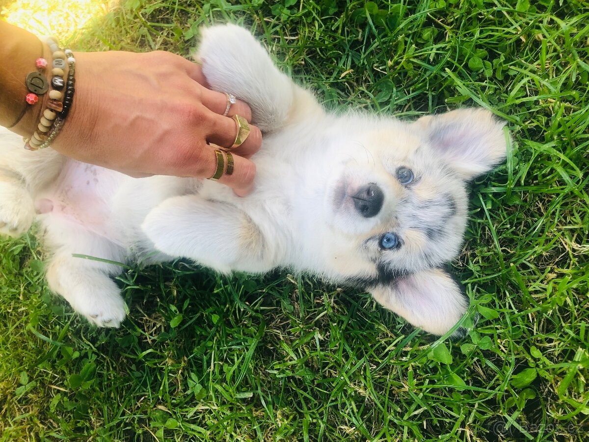 Welsh Corgi - 7