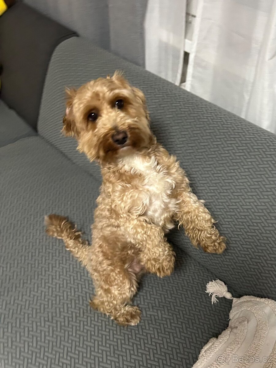Maltipoo pes - 7