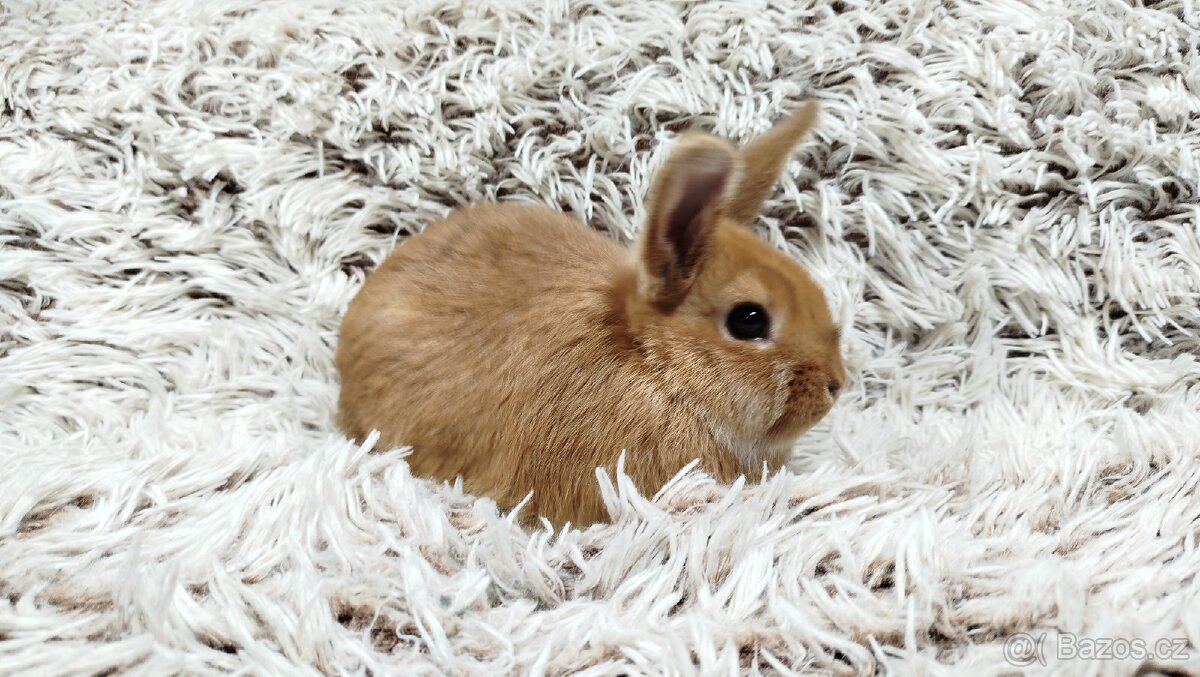 Zakrslý králíček, králík - LILI - 7