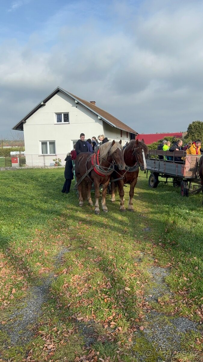 Prodám Valacha ČMB - 7