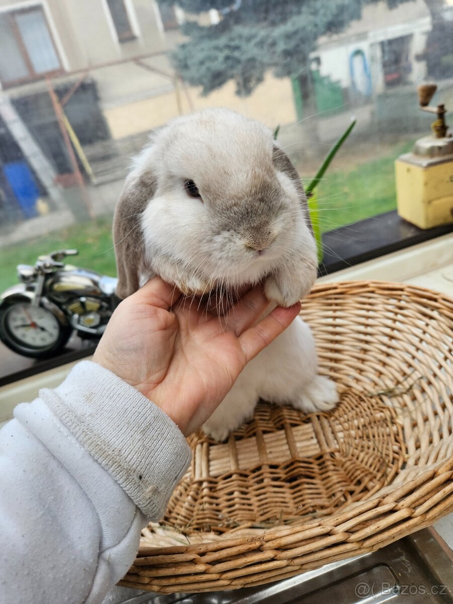 Zakrslý králík - 7