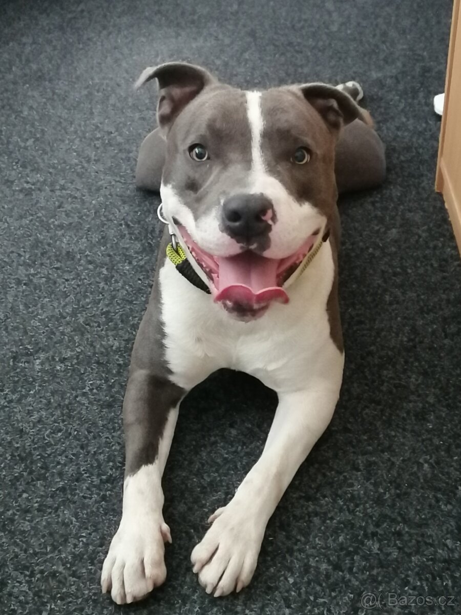 new staford ke krytí.. - 7